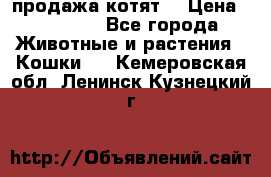 продажа котят  › Цена ­ 15 000 - Все города Животные и растения » Кошки   . Кемеровская обл.,Ленинск-Кузнецкий г.